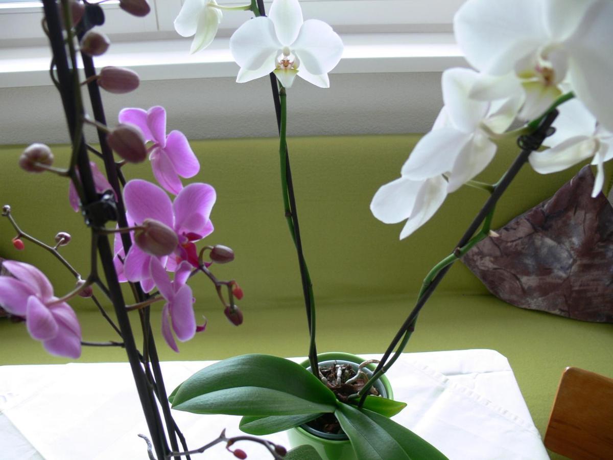 Ferienwohnungen Schantl ショペルナウ 部屋 写真