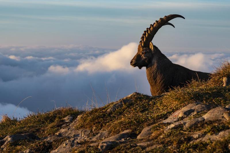 Ferienwohnungen Schantl ショペルナウ エクステリア 写真